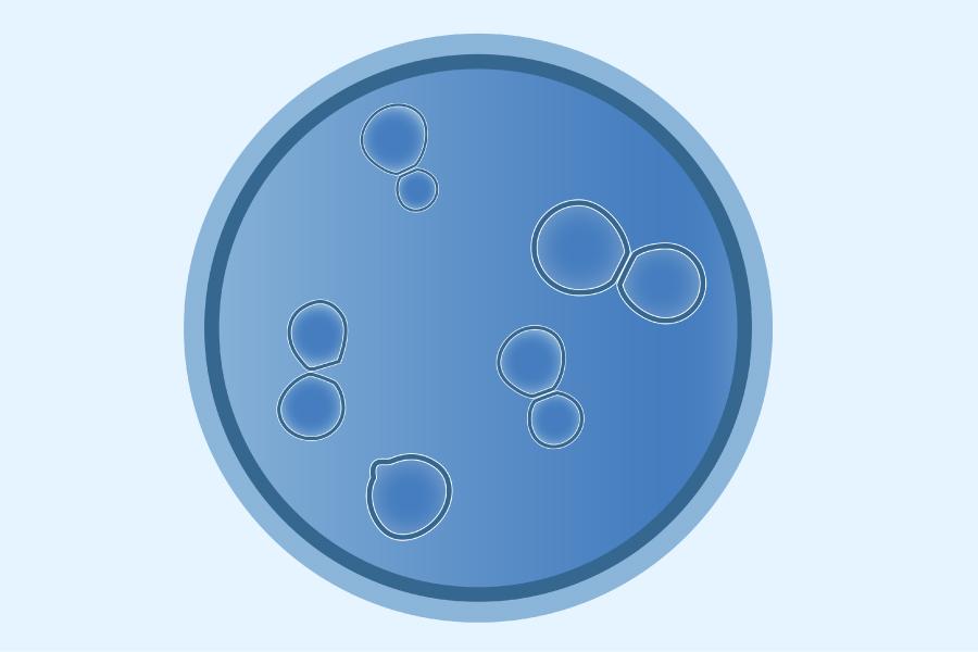 Picture 1. Medical Illustration of Blastomyces