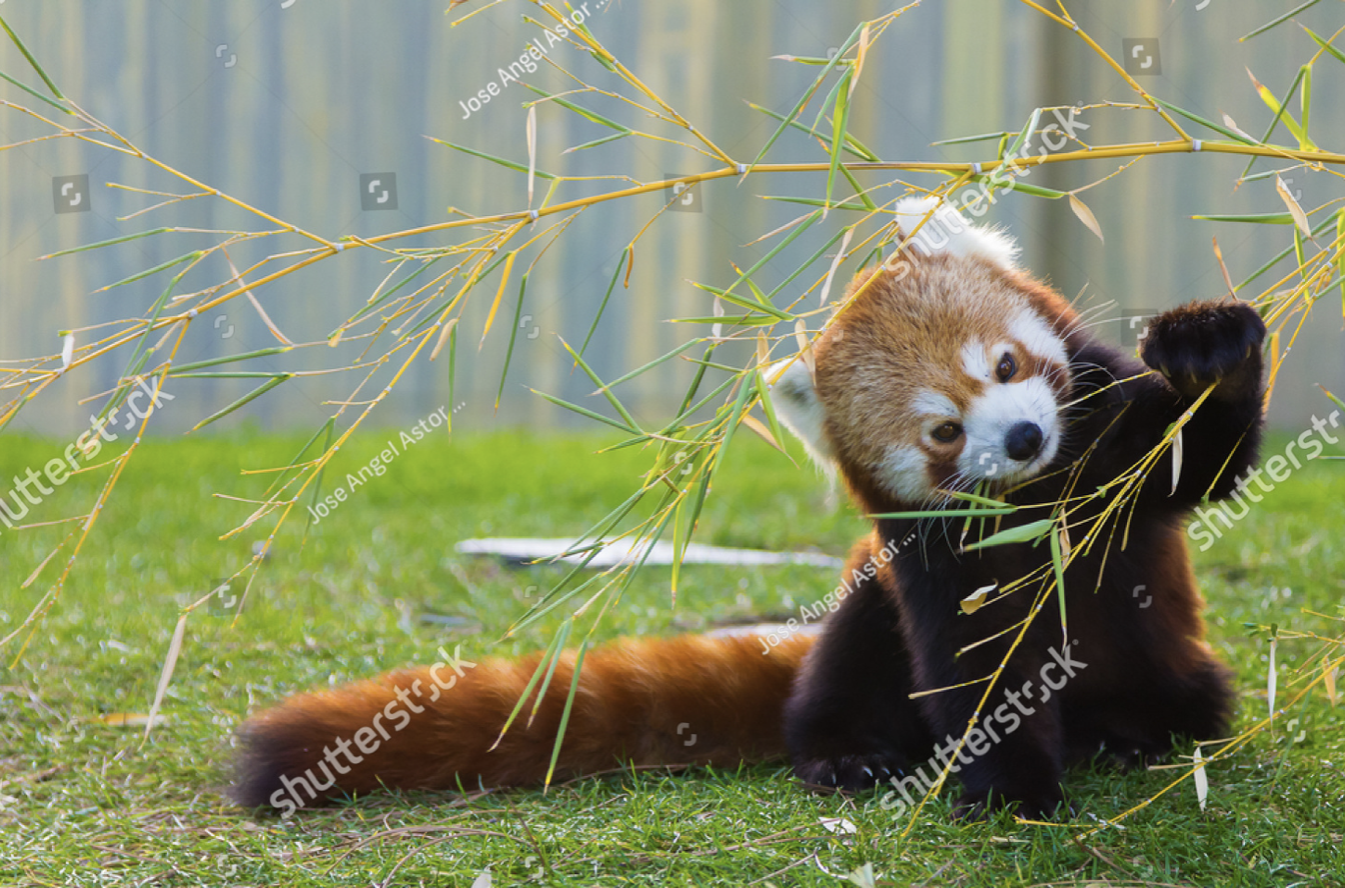 Red Panda / Ailurus fulgens. Male, six years old
