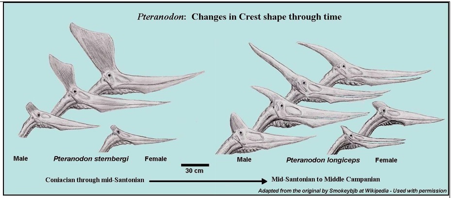 Pteranodons Flying Reptiles of the Late Cretaceous Western Interior Sea