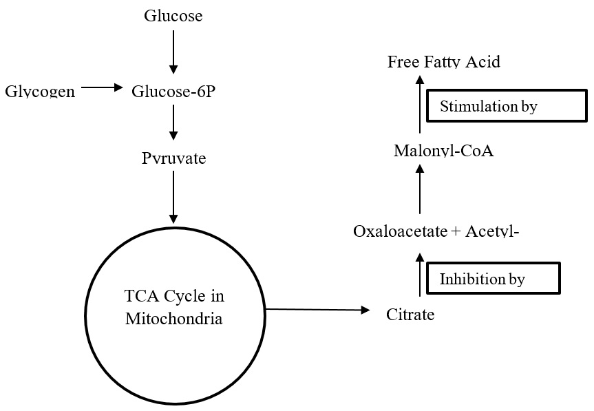 Impact of HCA on the synthesis of free fatty acid