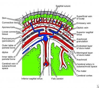 Coronal section of scalp that shows layers of the scalp