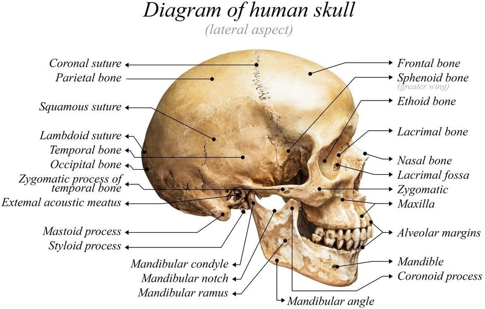  Diagram of Human Skull. The diagram above shows the lateral aspect of the human skull 