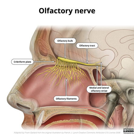 Olfactory Nerve 