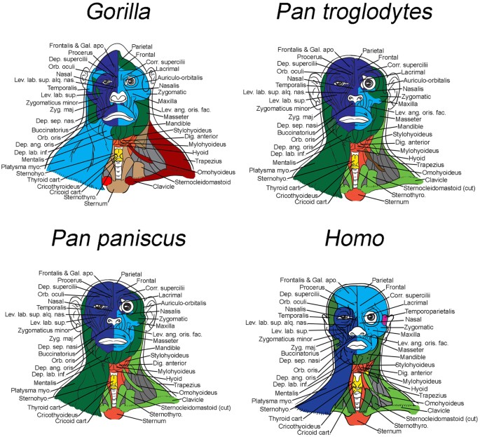 Musculoskeletal modules of human head & neck
