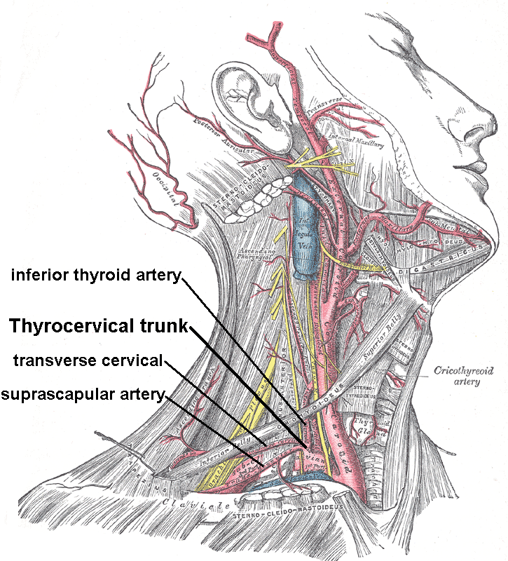 Thyrocervical Trunk 