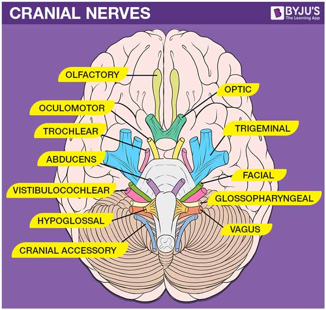 Cranial Nerves 