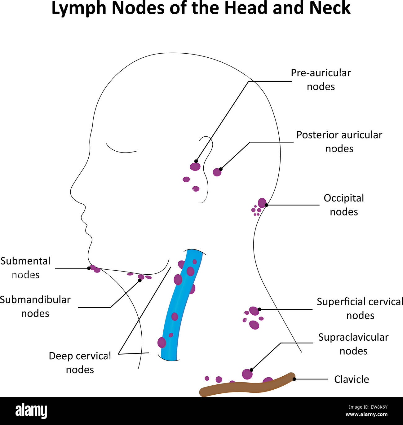  Head and Cervical Lymph Nodes