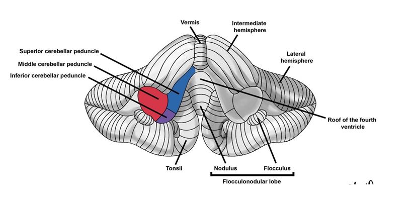 The cerebellum 