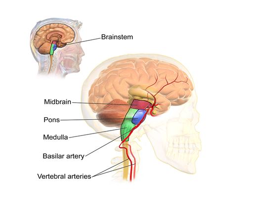 The brainstem 