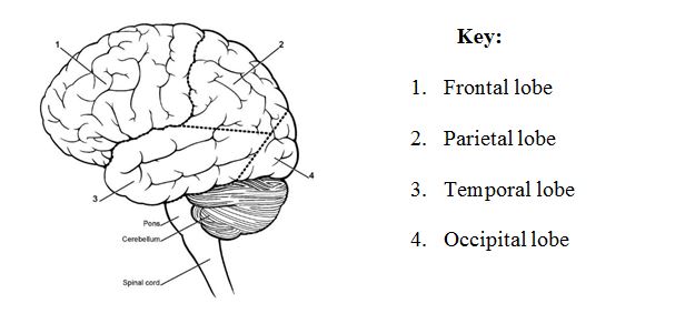 blank parts of the brain diagram