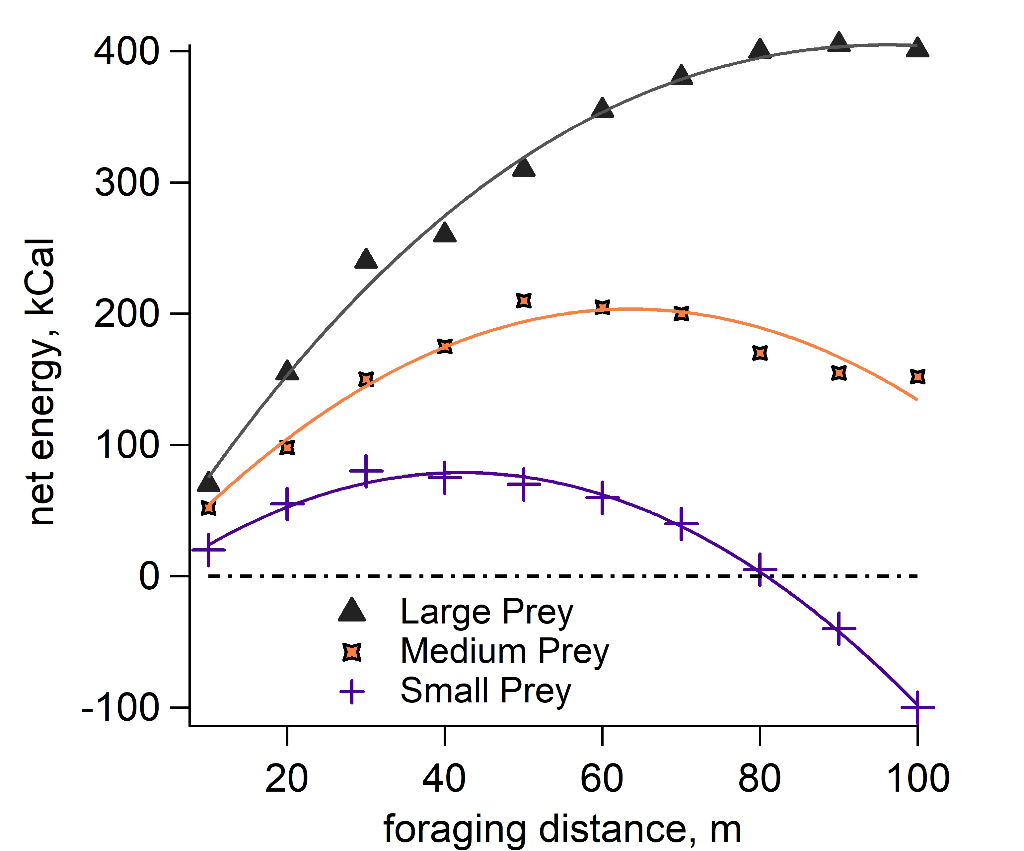 Net Energy (Kcal) Against Foraging Distance