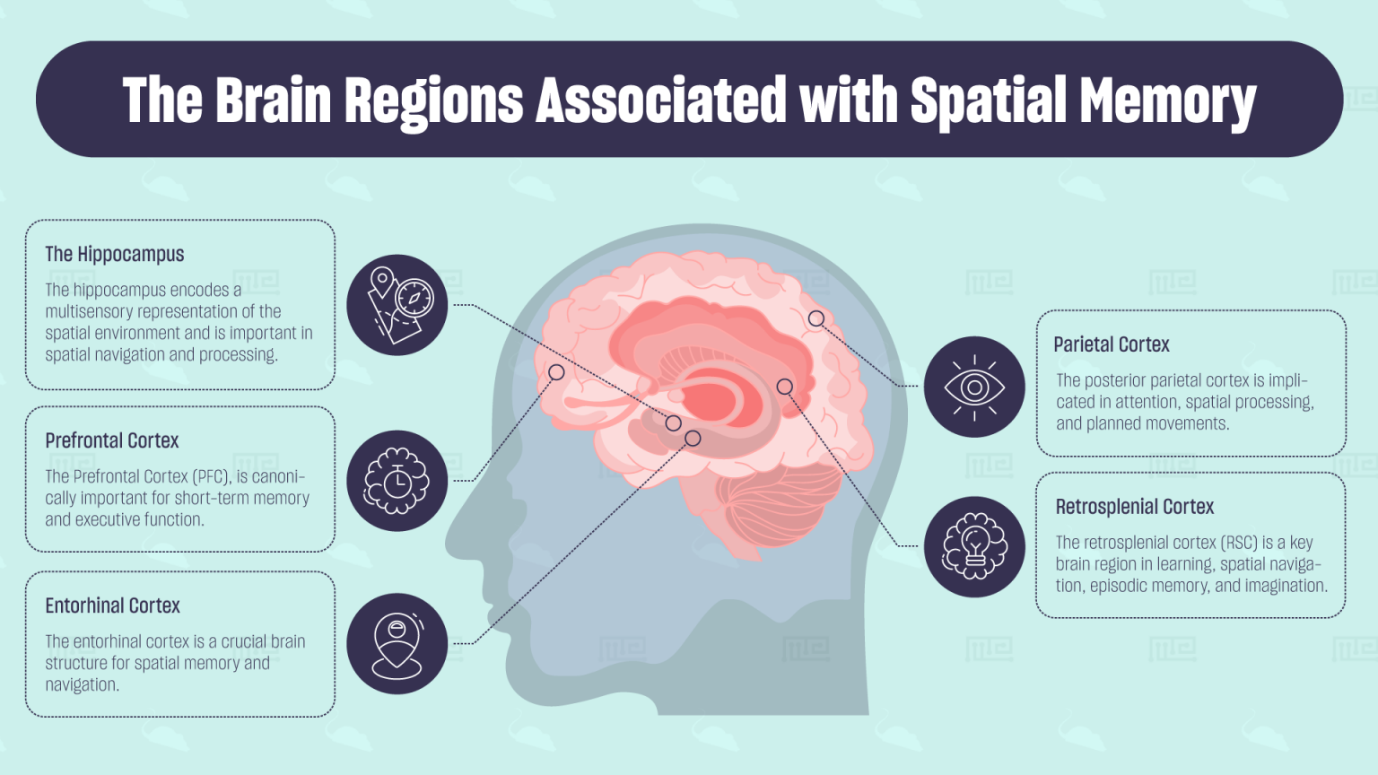 The Brain Regions Associated with Spatial Memory
