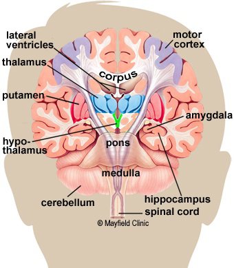 Coronal cross-section showing the basal ganglia 