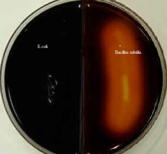E.coli (left) and Bacillus subtilis (right) - colonies on starch agar incubated overnight at 37 °C