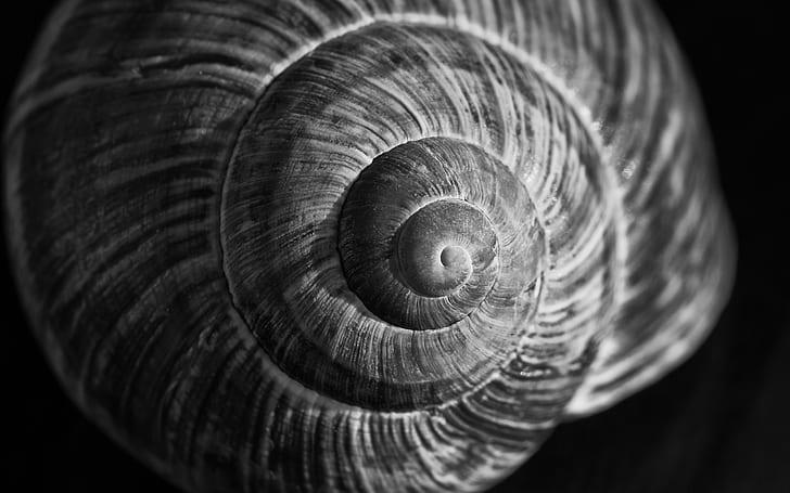 The Photo of a Shell 
