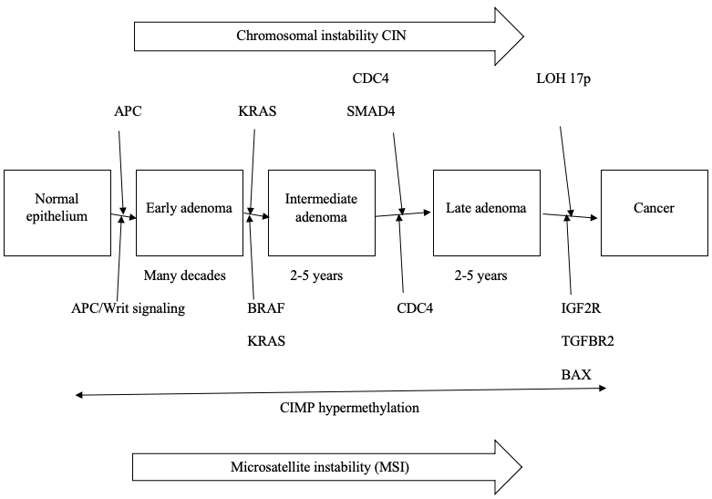 Chromonosomal instability CIN