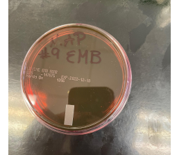 Identification of Escherichia Coli Bacteria