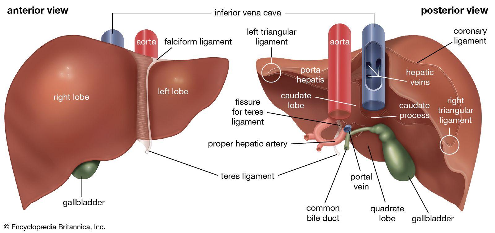 the anterior and the posterior view of the liver