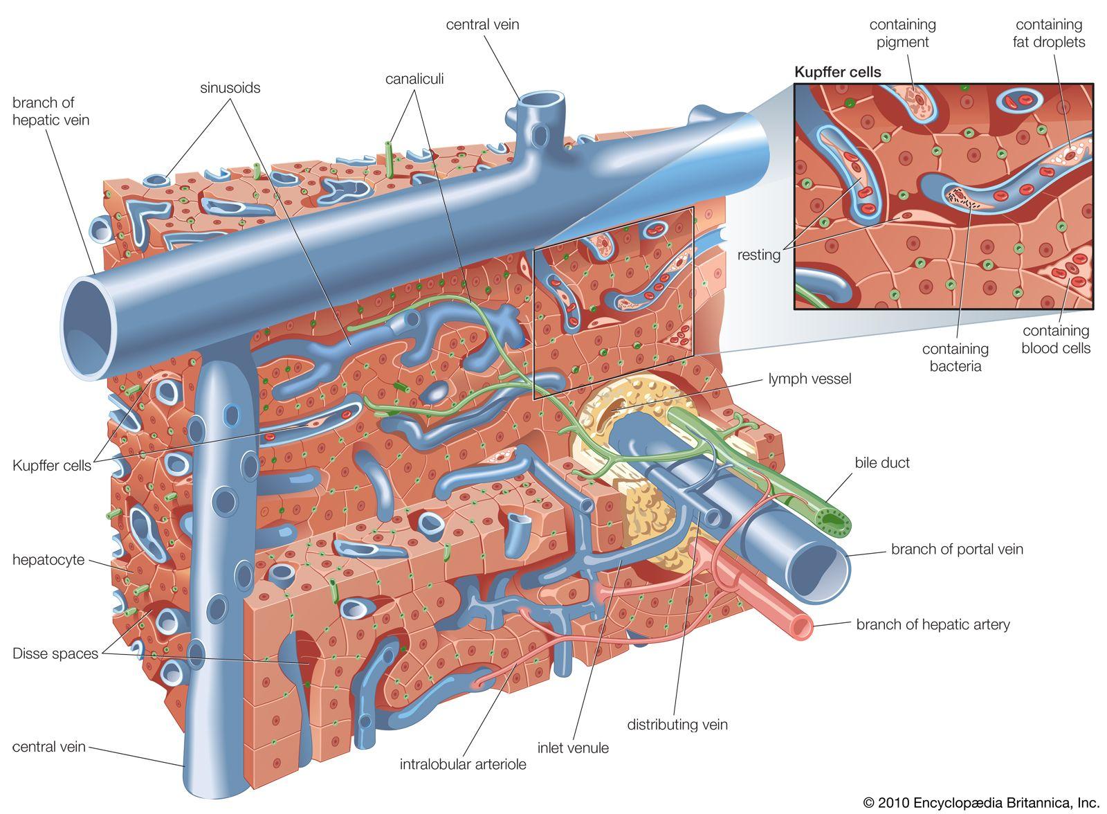 The microscopic layout of the liver
