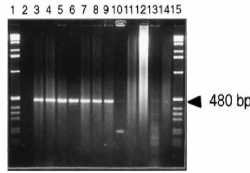 The GST DNA PCR amplification produced a single band on the agarose gel with 480 base pairs (bp)