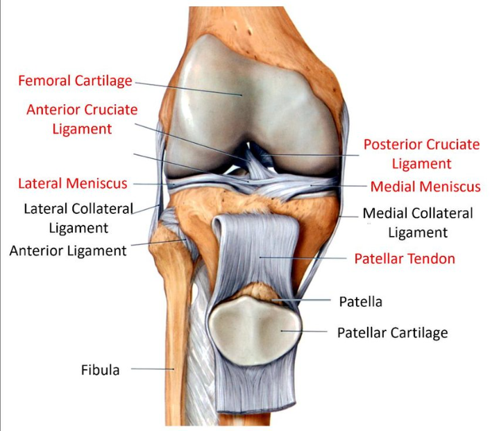 4D ultrasound image guidance for autonomous knee arthroscopy