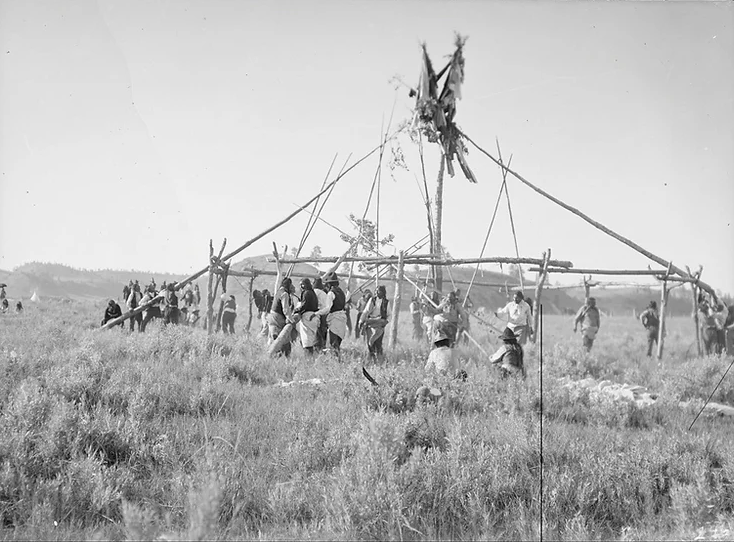 Raising the clan poles in a Cheyenne Sun Dance lodge