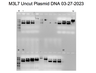 Uncut Miniprep Plasmid Gel 1 with lanes devoid of inserts