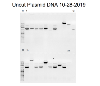 Uncut Plasmid DNA Gel 2 with bands devoid of inserts