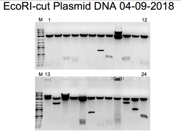 Eco-R1 cut Miniprep Plasmid Gel 1 showing lanes 7, 10, and 14 appear devoid of inserts