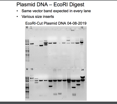 Eco-R1 cut Miniprep Plasmid Gel 2 with sample numbers ranging from 1 to 14. and the second part of the gel ranges from 15 to 25