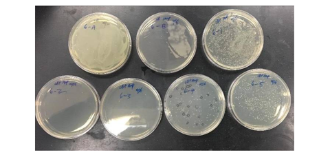 Plated Transformants indicate E. coli colonies concentration in the DNA