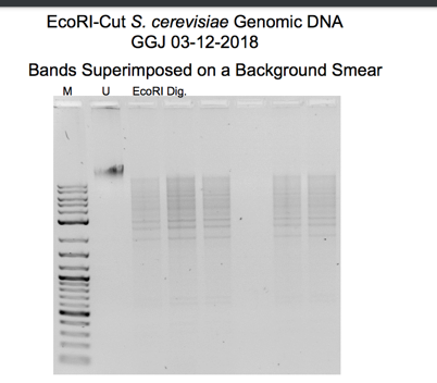 EcoR1-Cut S. cerevisiae Genomic; ladder (lane 1), uncut plasmid DNA (lane 2), cleaved DNA (lane 3), and obtained cleaved DNA that was washed with ethanol and eluted in lanes 4, 5, 6, and 7