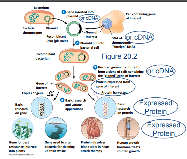 Procedure and Results