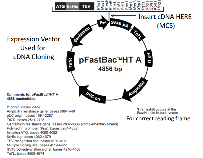 Expression Vector Used for cDNA Cloning
