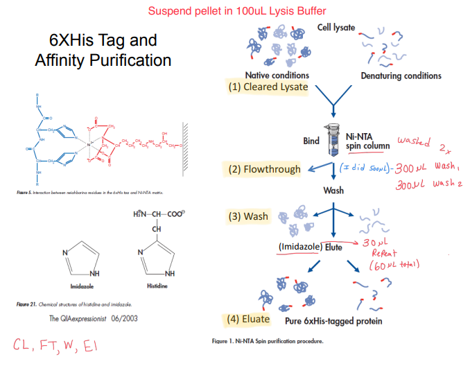 6XHis Tag and Affinity Purification