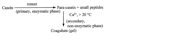 Milk coagulation by chymosin enzyme.
