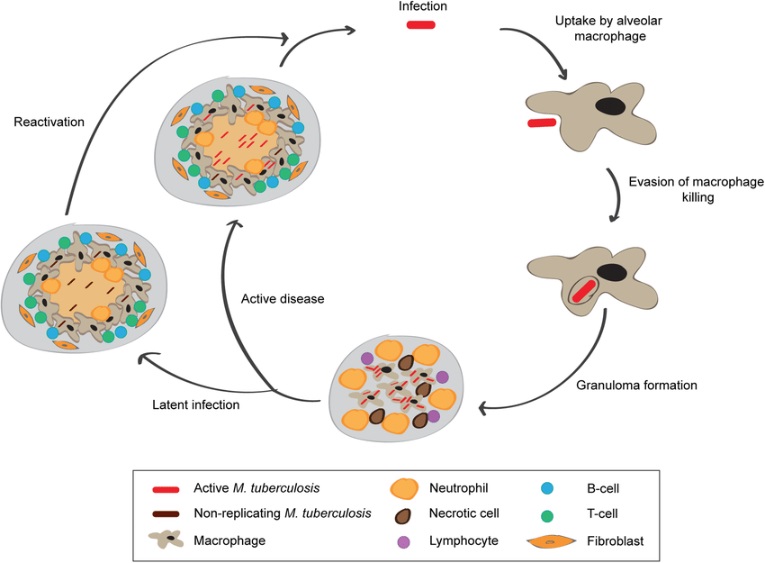 Mycobacterium tuberculosis life cycle.
