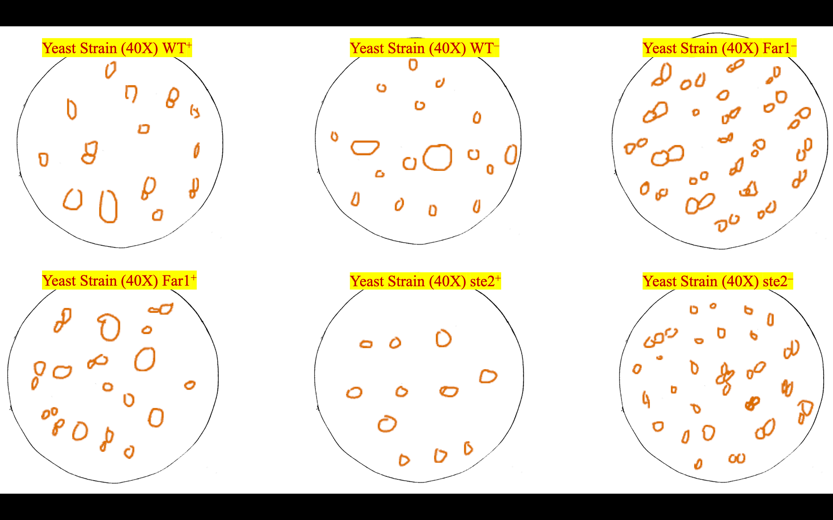 Visualizations of six samples of baker's yeast of different types when stimulated with α-factor (+) or under control conditions (-).