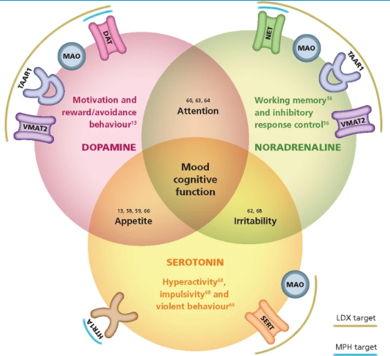 Mode of Action of Stimulant Drugs.