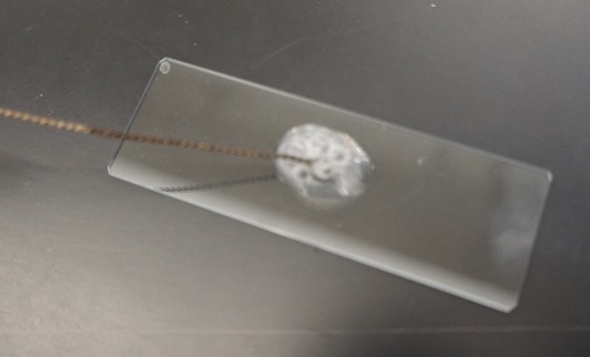Catalase Test.