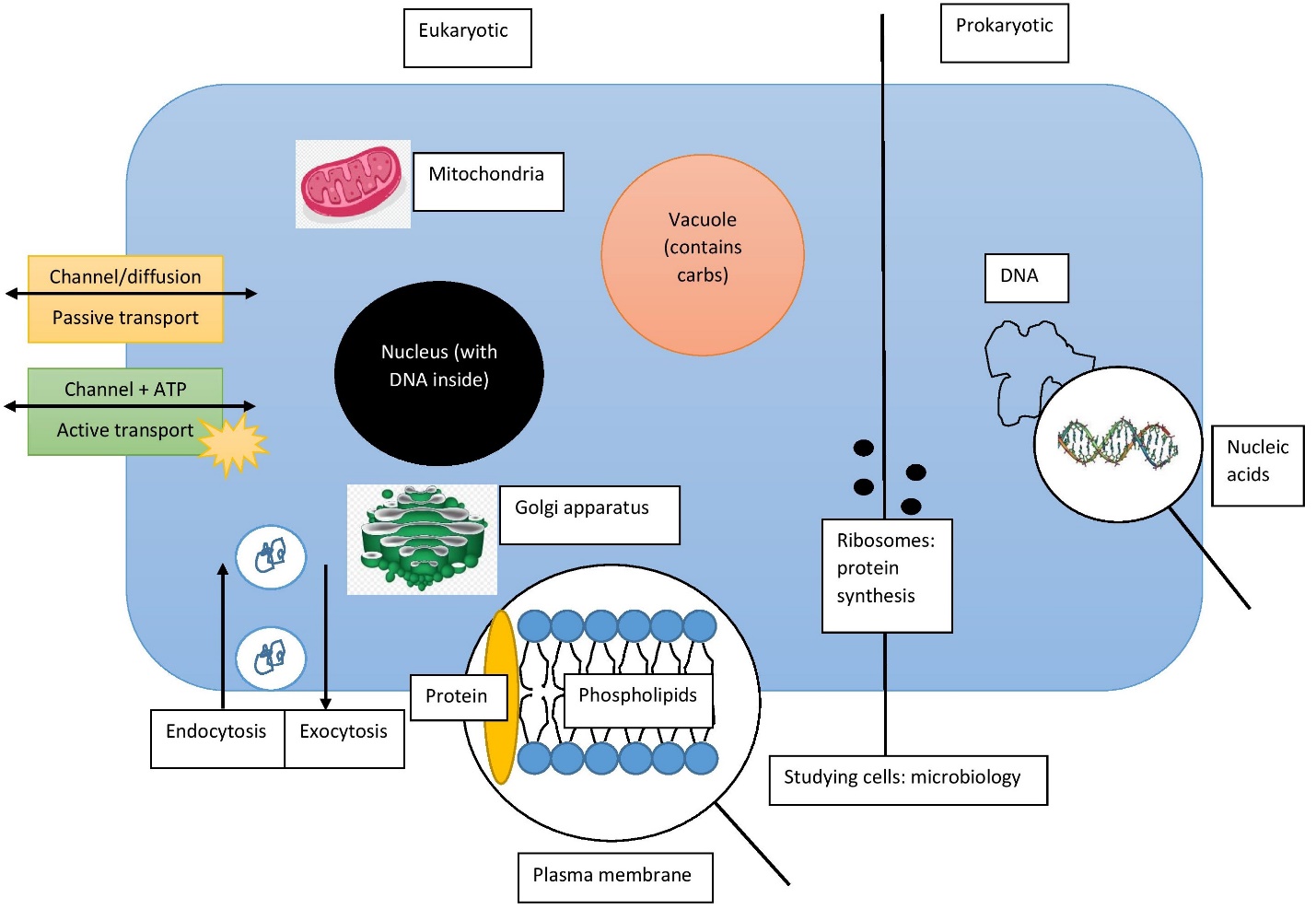 2D model of a biological system.