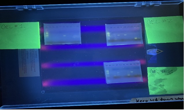 Gel electrophoresis results.