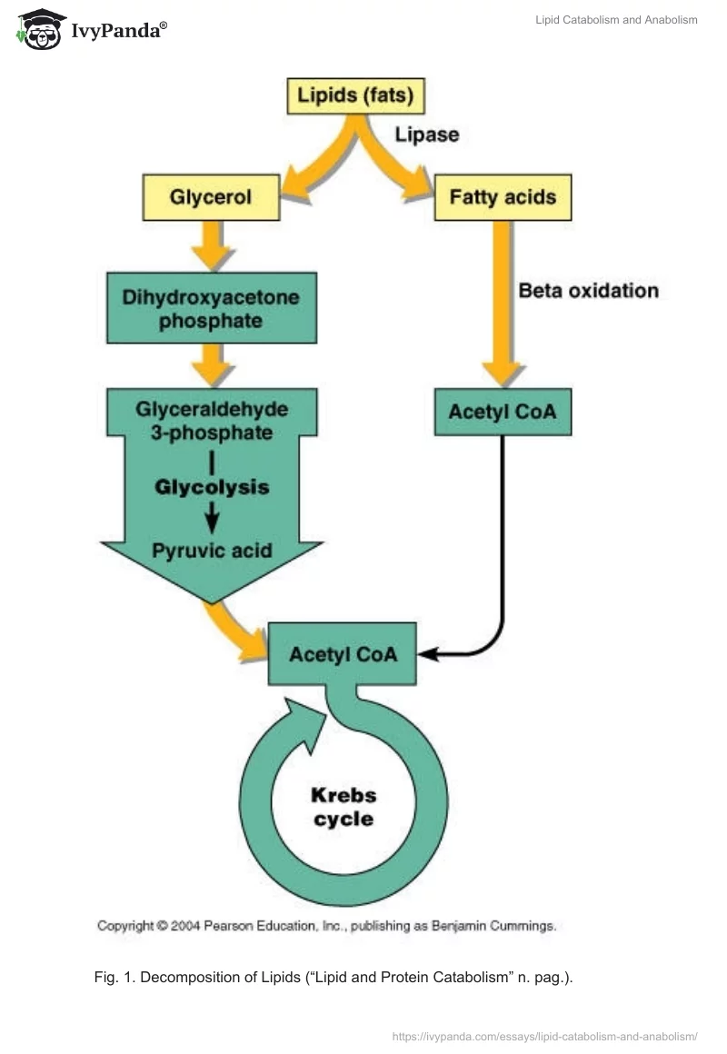 Lipid Catabolism and Anabolism. Page 3