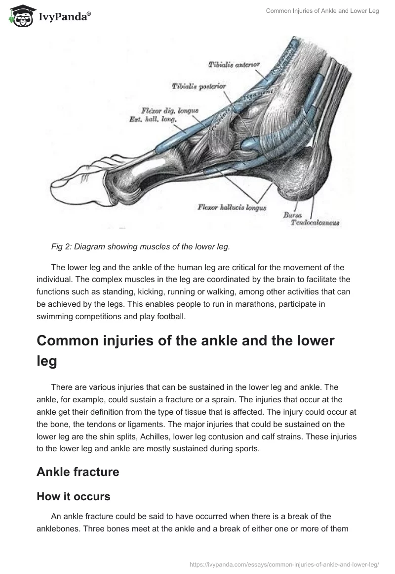 Common Injuries of Ankle and Lower Leg. Page 4