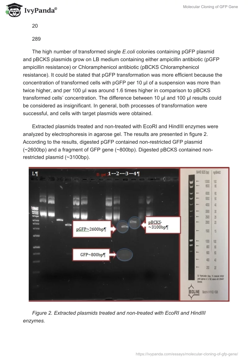 Molecular Cloning of GFP Gene. Page 4