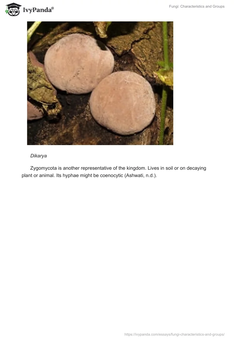 Fungi: Characteristics and Groups. Page 3