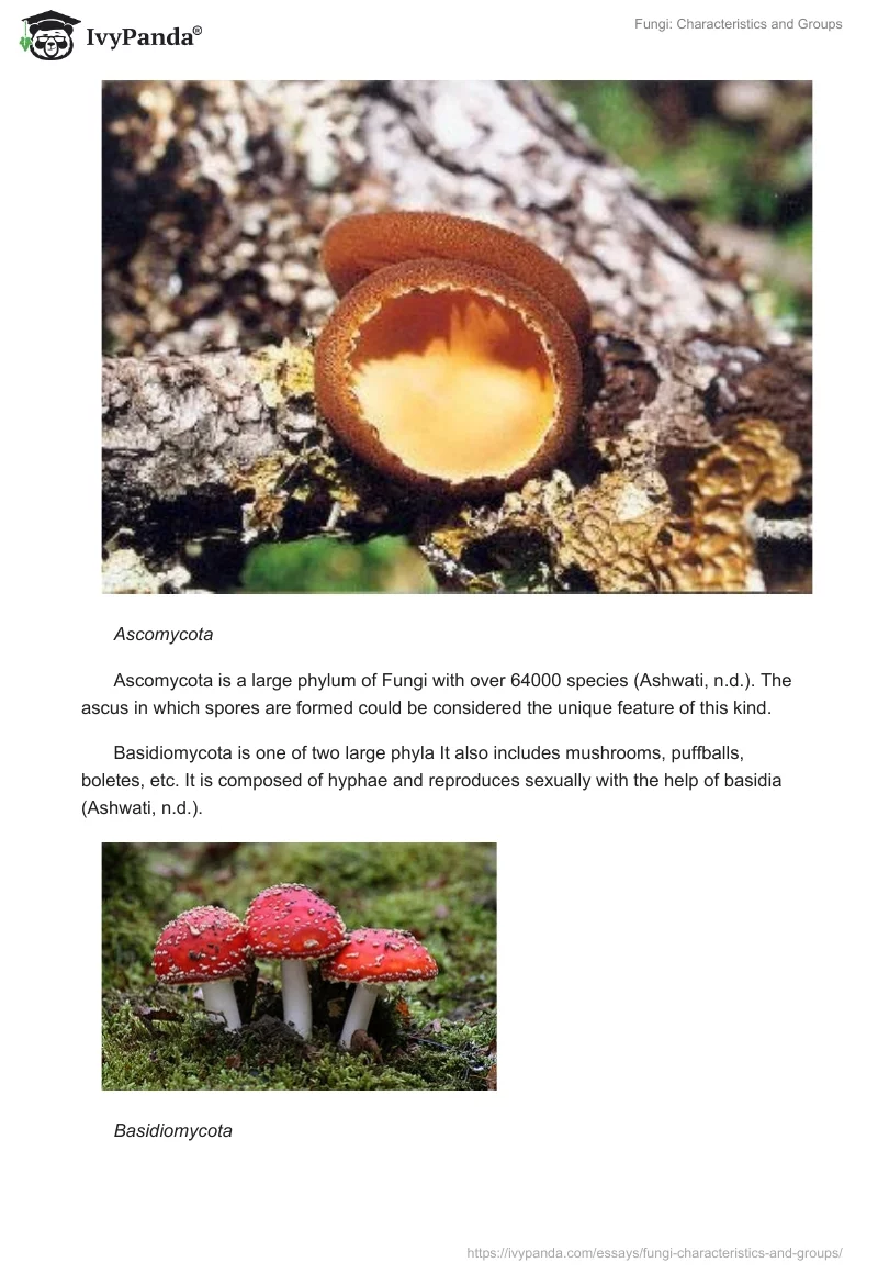 Fungi: Characteristics and Groups. Page 5