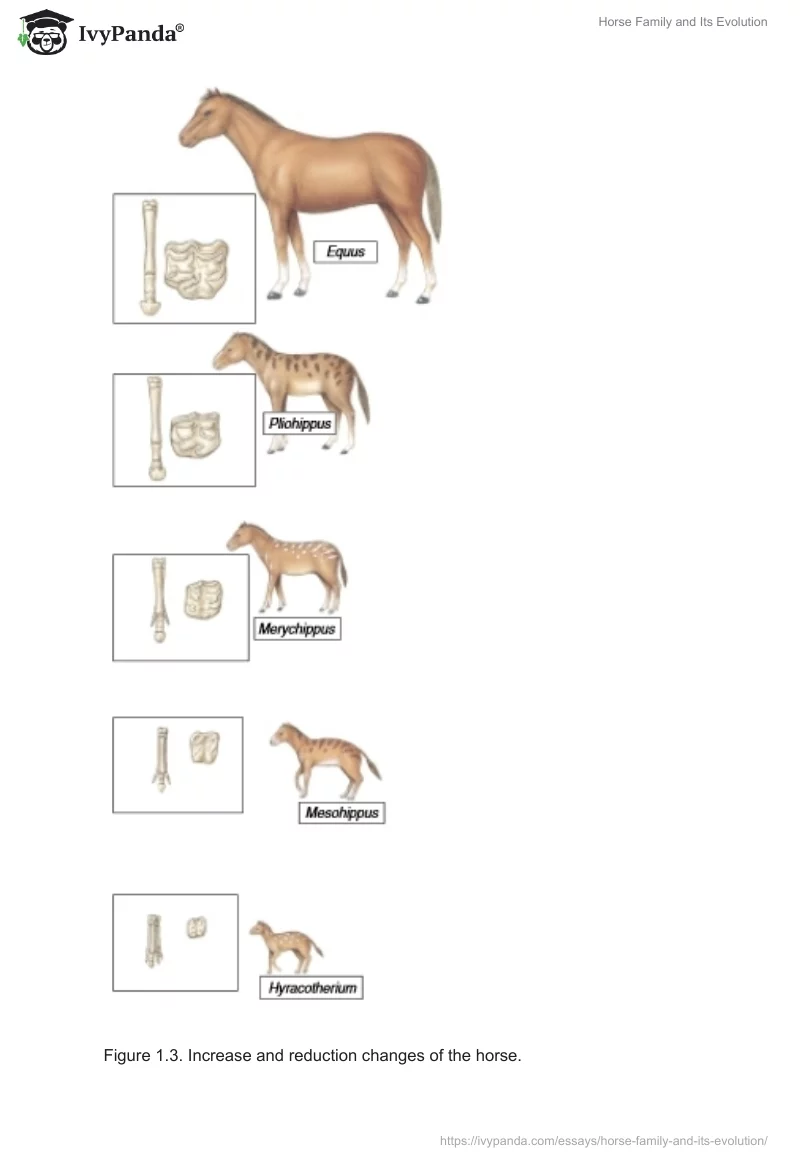Horse Family and Its Evolution. Page 4