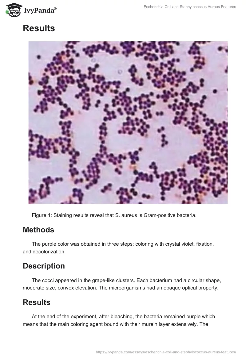 Escherichia Coli and Staphylococcus Aureus Features. Page 3