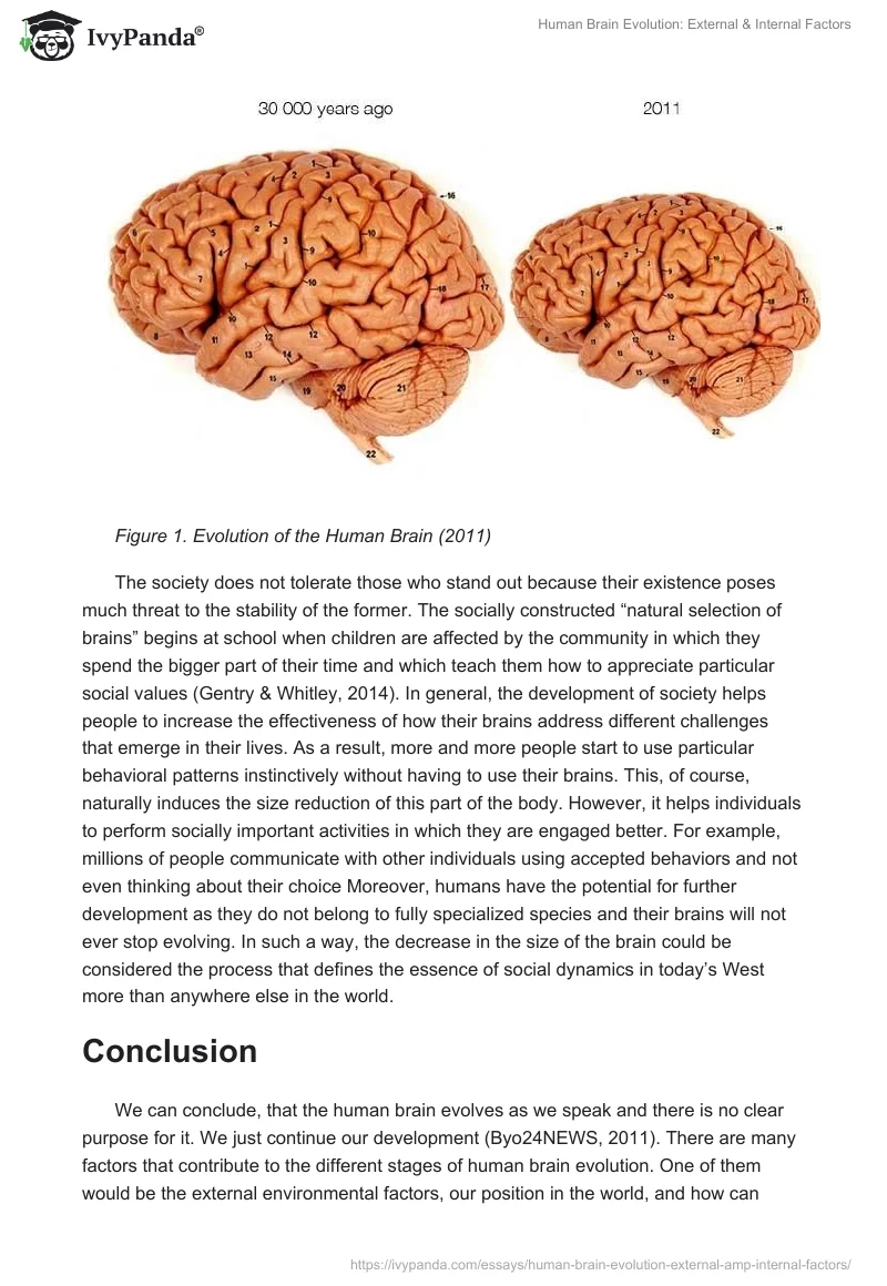 Human Brain Evolution: External & Internal Factors. Page 2